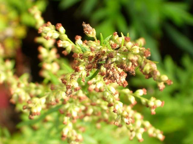 ダニアレルギーの可能性も 秋の雑草の花粉症 について