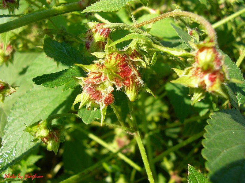 ダニアレルギーの可能性も 秋の雑草の花粉症 について